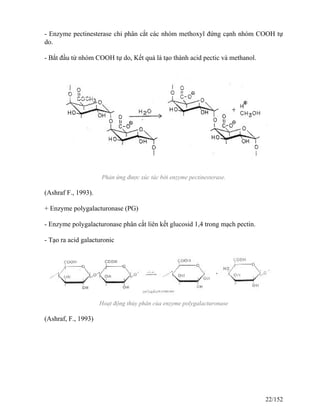 - Enzyme pectinesterase chỉ phân cắt các nhóm methoxyl đứng cạnh nhóm COOH tự
do.
- Bắt đầu từ nhóm COOH tự do, Kết quả là tạo thành acid pectic và methanol.
Phản ứng được xúc tác bởi enzyme pectinesterase.
(Ashraf F., 1993).
+ Enzyme polygalacturonase (PG)
- Enzyme polygalacturonase phân cắt liên kết glucosid 1,4 trong mạch pectin.
- Tạo ra acid galacturonic
Hoạt động thủy phân của enzyme polygalacturonase
(Ashraf, F., 1993)
22/152
 