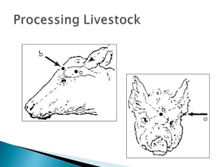 • Signs of acute stress
– Open mouth breathing
– Skin discoloration
– Abnormal vocalizations
– Muscle tremors
• Metabolic state of acidosis
– High blood lactic acid (32.2 vs. 11.1
mmol/L)
– Low blood pH (7.11 vs. 7.35)
– High body temperature?
• Majority recover with 2-3 h rest •
• Carcass bruising can be caused by:
– Rough handling
– Poorly maintained facilities
– Overcrowding pigs during transport
– Fighting
 
