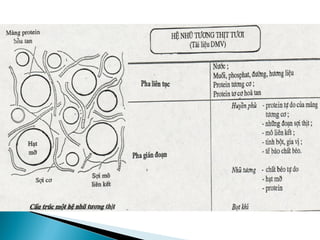 One of the most important groups of reactions, mainly affecting myofibrillar proteins and yielding
small peptides and free amino acids as final products, is known as proteolysis.An intense
proteolysis during fermentation and ripening is mainly carried out by endogenous cathepsin D, an
acid muscle proteinase that is very active at acid pH. This enzyme hydrolyses myosin and actin,
producing an accumulation of polypeptides that are further hydrolyzed to small peptides by muscle
and microbial peptidyl peptidases and to free amino acids by muscle and microbial
aminopeptidases
Microorgsnisims in fermented meats
Chemical effects
 