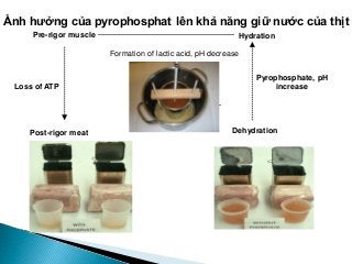 Pre-rigor muscle
Post-rigor meat
Hydration
Dehydration
Loss of ATP
Formation of lactic acid, pH decrease
Pyrophosphate, pH
increase
Ảnh hưởng của pyrophosphat lên khả năng giữ nước của thịt
 
