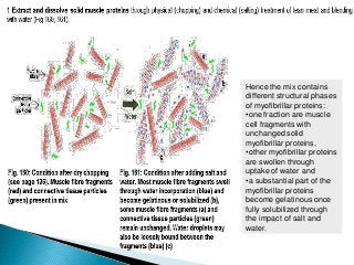 Hence the mix contains
different structural phases
of myofibrillar proteins:
•one fraction are muscle
cell fragments with
unchanged solid
myofibrillar proteins,
•other myofibrillar proteins
are swollen through
uptake of water and
•a substantial part of the
myofibrillar proteins
become gelatinous once
fully solubilized through
the impact of salt and
water.
 