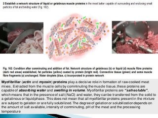 Myofibrillar (actin and myosin) proteins play a decisive role in formation of raw-cooked meat
mixes. Extracted from the muscle cells by comminuting the muscle tissue, these proteins are
capable of absorbing water and swelling in volume. Myofibrillar proteins are “salt-soluble”,
which means that in the presence of salt (NaCl) and water, they can be transferred from the solid to
a gelatinous or liquid phase. This does not mean that all myofibrillar proteins present in the mixture
are subject to gelation or are fully solubilized. The degree of gelation or solubilization depends on
the amount of salt available, intensity of comminuting, pH of the meat and the processing
temperature
 