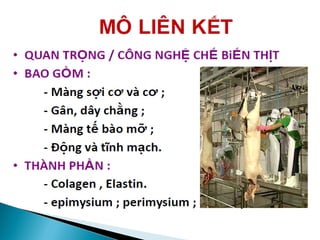  Phân hạng
 Phần trăn nạc được xác định sau khi cân hoặc sau khi cạo lông
 Thẩm tra Samonella
 Phân loại theo tuổi, giới tính
 Nhóm A: Giống đực, độ tuổi < 2 năm
 Nhóm B: Giống đực, độ tuổi > 2 năm
 Nhóm C: Giống đực, còn non tơ
 Nhóm D: Giống cái
 Nhóm E: Giống cái, còn non tơ
 Phân loại theo hình dạng ( SEUROP )
 S: ( Superior; > 60% nạc )
 E: ( Excellent; 55% – 60% nạc )
 U: (Very Good; 50% - 55% nạc)
 R: (Good; 45% - 50% nạc)
 0: (Fair; 40% - 45% nạc)
 P: (Poor; < 40% nạc)
 Phân loại theo vị trí pha lóc
 