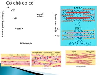 Định nghĩa sản phẩm thịt
 