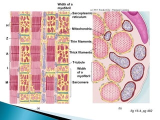 Half Leg
Diced
Neck Fillets
Rolled Shoulder
Mince
Kebabs
Rump Steak
Stir-fry Strips
Boneless Leg Steaks
Shouldersteak
Shank
Noisettes
Boneless Rump
Cutlets
ValentineSteaks
Racks
Loin Chops
 