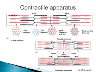 Rolled ShoulderJoint
Stir-fry Strips
Spare ribs
Diced
Hock
Rack Roast
TenderLoin
Valentinesteaks
Rump steaks
Osso Busso
Boneless Leg
Belly strips
Rolled ShoulderJoint
Leg steaks
Rib chops
T-Bone Chops
 