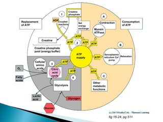 Loại thịt Hàm lượng g/100g (phần ăn được) Giá trị năng
lượngẨm Protein Lipid Tro
Bò
Cừu
Heo
Gà
Ngỗng
Vịt
67.7
67.6
51.6
61.9
45.0
45.6
18.9
16.3
14.6
18.2
15.2
15.8
12.4
15.3
33.0
18.4
39.0
38.9
1.0
0.8
0.8
0.8
0.8
0.6
782
849
1485
1008
1724
1695
 