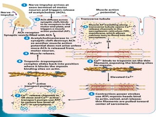 Chỉ tiêu Bò đực
Không thiến Thiến
Khối lượng con vật, kg 201.7 194.8
Tỷ lệ nạc, % 80.5 81.2
Hàm lượng trong 100g nạc
Protein, g
Lipid, g
Triptophan, g
Oxyprolin, g
22.3
1.7
356.4
82.2
22.4
2.6
364.9
77.1
Khả năng giữ ẩm, % 64.4 56.3
Chỉ tiêu Tuổi con vật
1 2.5 - 3 5 - 6 8 - 10
Nitơ trong collagen, % đạm tổng số 6.37 5.8 4.23 5.38
Mức độ thủy phân collagen, % 40.60 31.90 25.5 21.5
 