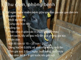  Heo cung cấp chế biến thịt phải:
◦ Hoạt động và ăn uống bình thường
◦ Không có dấu hiệu đi khập khểnh, đi 4 chân phải như nhau
◦ Có kiểm dịch và không cho ăn 5 giờ trước khi cân
◦ Gia súc có tình trạng sức khỏe tốt trước khi giết mổ
◦ Tránh sự lây nhiễm chéo từ chuồng, trại
 Heo không phù hợp cho sản xuất
◦ Thân nhiệt trên 39.50C
◦ Bị cúm
◦ Nghi ngờ heo bị nhiễm do virus
 Nhà chăn nuôi: cung cấp gia súc sạch bệnh
 Thời gian vận chuyển <3 giờ, khoảng cách vận chuyển < 50km
 Vệ sinh định kỳ xe chở gia súc
 