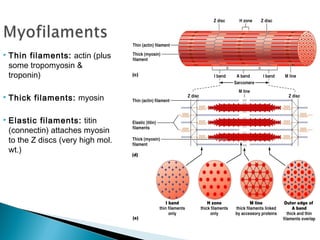 Mô cơ: Myosin, actin, actomysin, và tropomiosin đóng vai trò trong việc co cơ
Mô liên kết: Nội mạc cơ, ngoại mạc cơ, gân và kiến mạc gắn thịt với xương, các
dây chằng liên kết các xương với nhau thành khớp, màng xương và màng sụn bao
phủ bề mặt xương và sụn
Mô mỡ: Hàm lượng mô mỡ, vị trí tích lũy phụ thuộc vào loài, giống, tuổi, giới tính,
mức độ béo của con vật, đặc tính vỗ béo.
Mô máu: Hàm lượng máu trung bình ở gia súc lớn 7,6 – 8,3%, ở lợn 4,5 – 5% theo
khối lượng sống. Khi cắt tiết động vật, máu chảy ra khoảng 40 – 60%, máu còn lại
tồn tại trong các mao mạch của mô, ở các cơ quan và da
Mô xương, sụn:
 