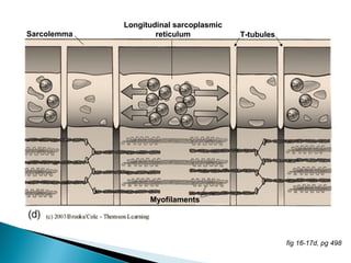 • Changes in pigment – myoglobin from bright red color to grayish brown.
• Changes in meat protein- Decrease in length of fiber causing shrinkage.
Excessive heating makes the meat tougher, stringy and rubbery.
• Fat melts , causing shrinkage
• Loss in moisture
• Heat converts collagen into gelatin. This requires more heat
• Long cooking develops better flavor
 