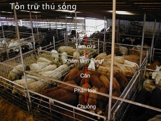  Để ngăn ngừa nhiễm bệnh giữa các đàn gia súc gia
cầm khi thu gom cần:
◦ Nhốt tập trung
◦ Cung cấp trực tiếp
 Chuồng trại:
◦ Phân chia ở giữa các ô chuồng khác nhau
◦ Làm sạch, tẩy uế sau mỗi lần giải phóng gia súc
◦ Phân đàn
◦ Mật độ con từ 15 – 25 con / 25m2
◦ Dùng NaOH 0.05% vệ sinh một tháng một lần
◦ Tắm gia súc 2 lần / ngày: buổi sáng, buổi trưa
◦ Cho nhịn ăn 4 – 6 giờ trước khi giết mổ
 