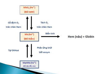  Do ngừng xâm nhập oxy vào tế bào, giai đoạn trao đổi năng
lượng hiếu khí suy giảm dần, trong đó có sự tổng hợp lại
glycogen mô cơ, và chỉ còn tồn tại giai đoạn kỵ khí, đó là sự
phân hủy glycogen (glyco phân) xảy ra bằng con đường
photphoril hóa với sự tham gia của ATP.
 Sau 24 giờ bảo quản thịt ở 40C, pH giảm từ 7,0 xuống 5,7 –
5,3 gần với điểm đẳng điện của protein sợi cơ (pH=5,0 – 5,5).
 Axit lactic tích lũy trong bắp cơ phá hủy hệ chất đệm
bicacbonat của mô cơ và làm thoát ra mạnh mẽ axit cacbonic
tự do, đặc biệt là trong giờ đầu tiên sau khi giết.
 Nhân tố quan trọng nhất định đoạt trị số pH ban đầu của bắp
cơ là mức độ vận động của động vật ngay trước khi giết hoặc
trong lúc giết.
 