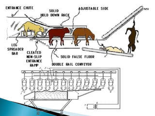Stressors
Mixing of unknown animals / fighting
Lack of food / water / shade / opportunities
to hide from other animals
Heat and cold stress
Noise
◦Animal Grades
It is recommended to keep animals in lairage
for as short a time as possible.
are determined by the age of the animal
amount of fat intermingled with the muscle
Figure 8.1 USDA quality grades (Commercial, Cutter, and canner omitted). Courtesy of USDA.
 