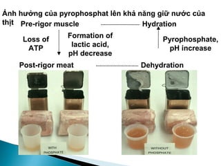  Thịt PSE
 Loại động vật
◦ Gia súc có tỉ lệ sợi cơ trắng/đỏ
cao: pH ở cơ trắng thường giảm
nhanh hơn cơ đỏ do hoạt động
của enzyme ATP-ase cao hơn
◦ Đột biến thếu protein vận chuyển
Ca2+
 Điều kiện vận chuyển giết mổ
◦ Gia súc bị stress trong quá trình
vận chuyển, một lượng lớn
glycogen tạo thành acid lactic
 Thịt DFD
 Gia súc vận động nhiều trước khi
giết mổ, nhịn đói kéo dài, vận
chuyển xa, lượng glycogen dự trữ
giảm
 Protein giữ các điện tích và nước
liên kết, nên mất ẩm khi chế biến ít
 