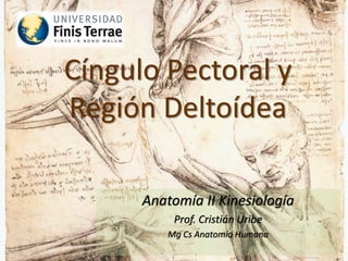 Cíngulo Pectoral y
Región Deltoídea

      Anatomía II Kinesiología
           Prof. Cristián Uribe
          Mg Cs Anatomía Humana
 