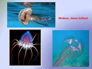 Meduse, classe Scifozoi
 