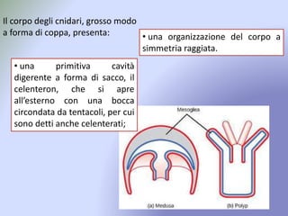 Il corpo degli cnidari, grosso modo
a forma di coppa, presenta:
• una primitiva cavità
digerente a forma di sacco, il
celenteron, che si apre
all’esterno con una bocca
circondata da tentacoli, per cui
sono detti anche celenterati;
• una organizzazione del corpo a
simmetria raggiata.
 
