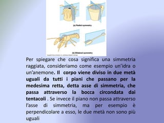 Per spiegare che cosa significa una simmetria
raggiata, consideriamo come esempio un’idra o
un’anemone. Il corpo viene diviso in due metà
uguali da tutti i piani che passano per la
medesima retta, detta asse di simmetria, che
passa attraverso la bocca circondata dai
tentacoli . Se invece il piano non passa attraverso
l’asse di simmetria, ma per esempio è
perpendicolare a esso, le due metà non sono più
uguali
 