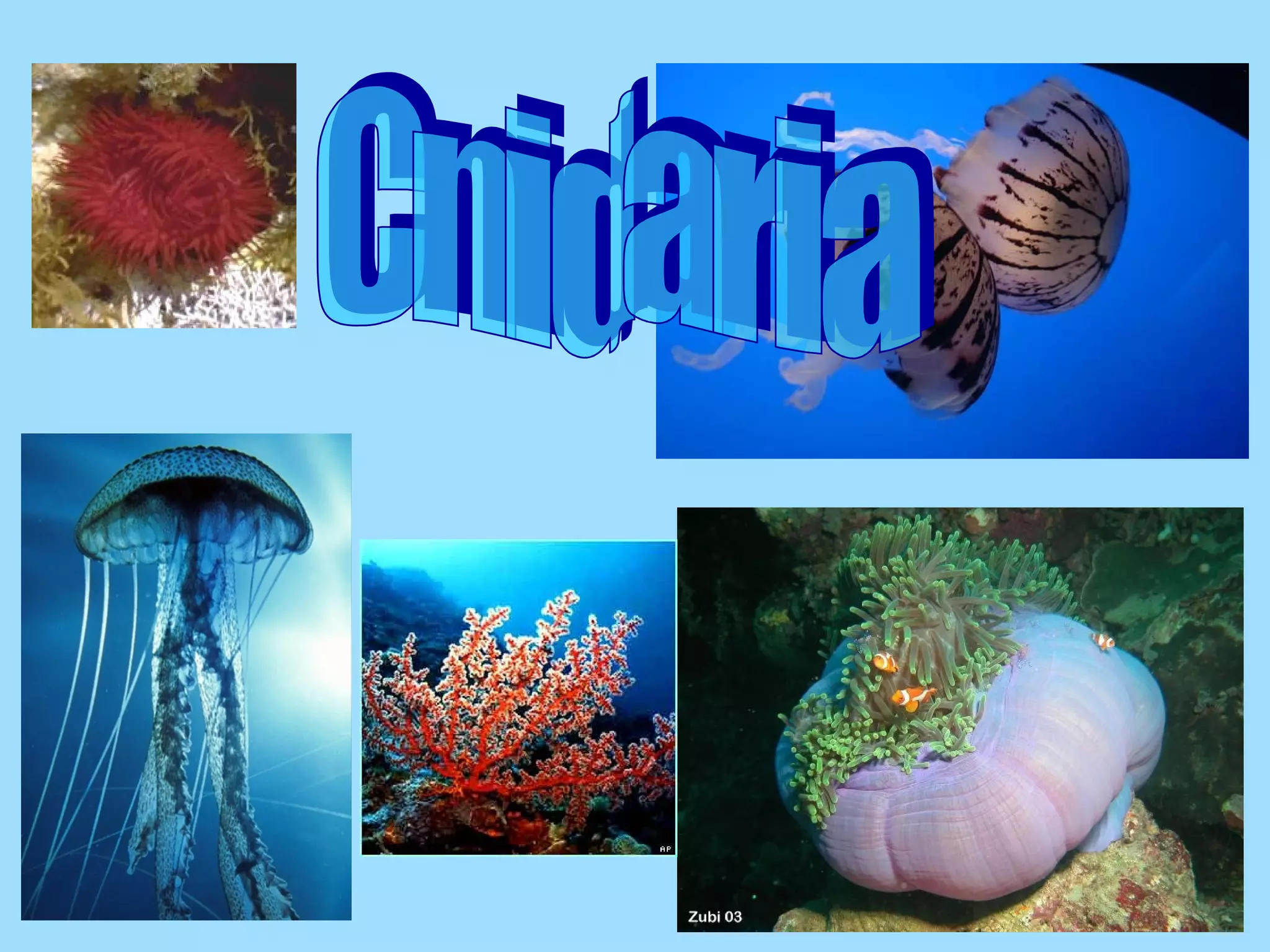 Cnidaria