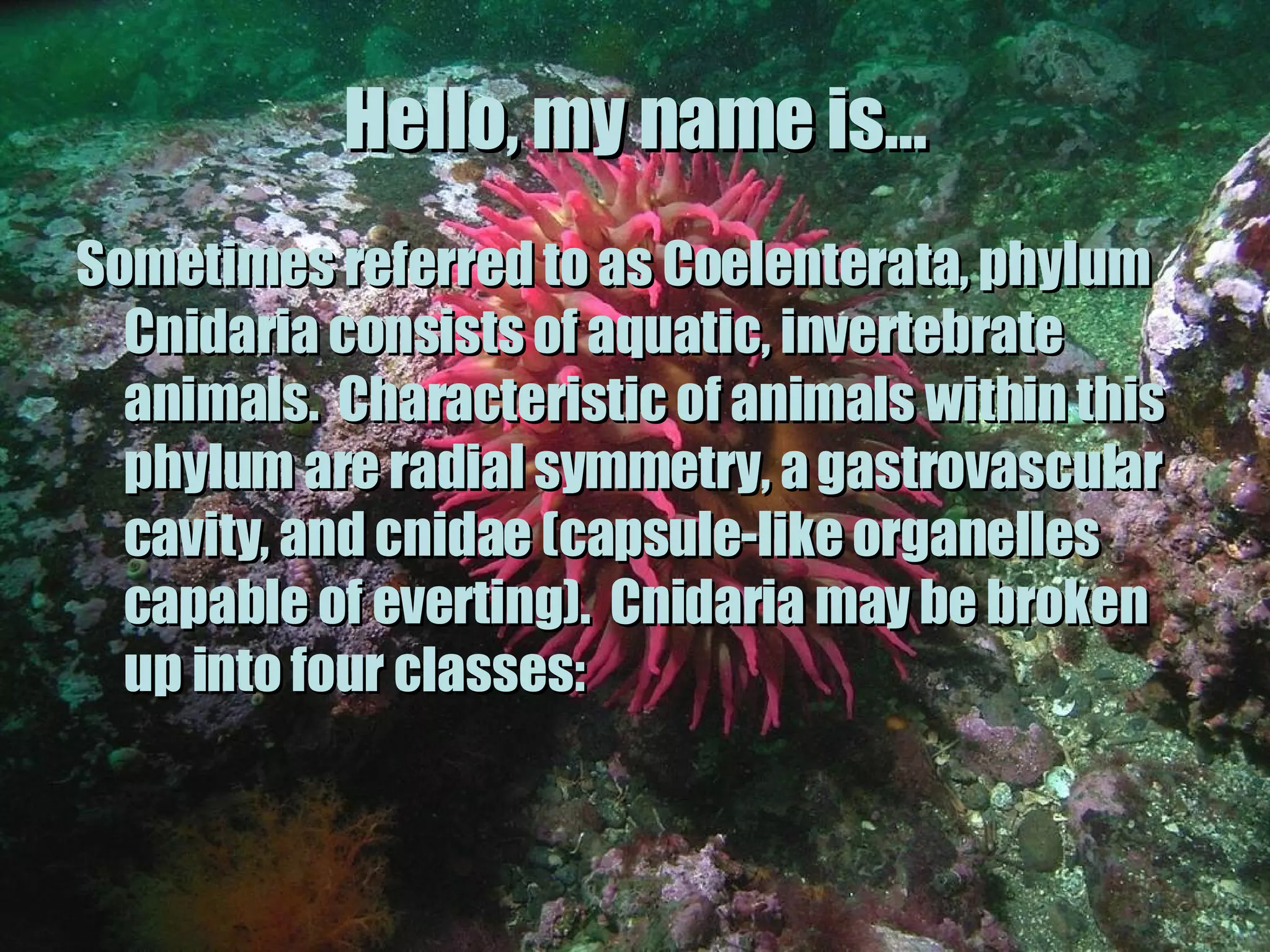 Hello, my name is… Sometimes referred to as Coelenterata, phylum Cnidaria consists of aquatic, invertebrate animals. Characteristic of animals within this phylum are radial symmetry, a gastrovascular cavity, and cnidae (capsule-like organelles capable of everting). Cnidaria may be broken up into four classes: