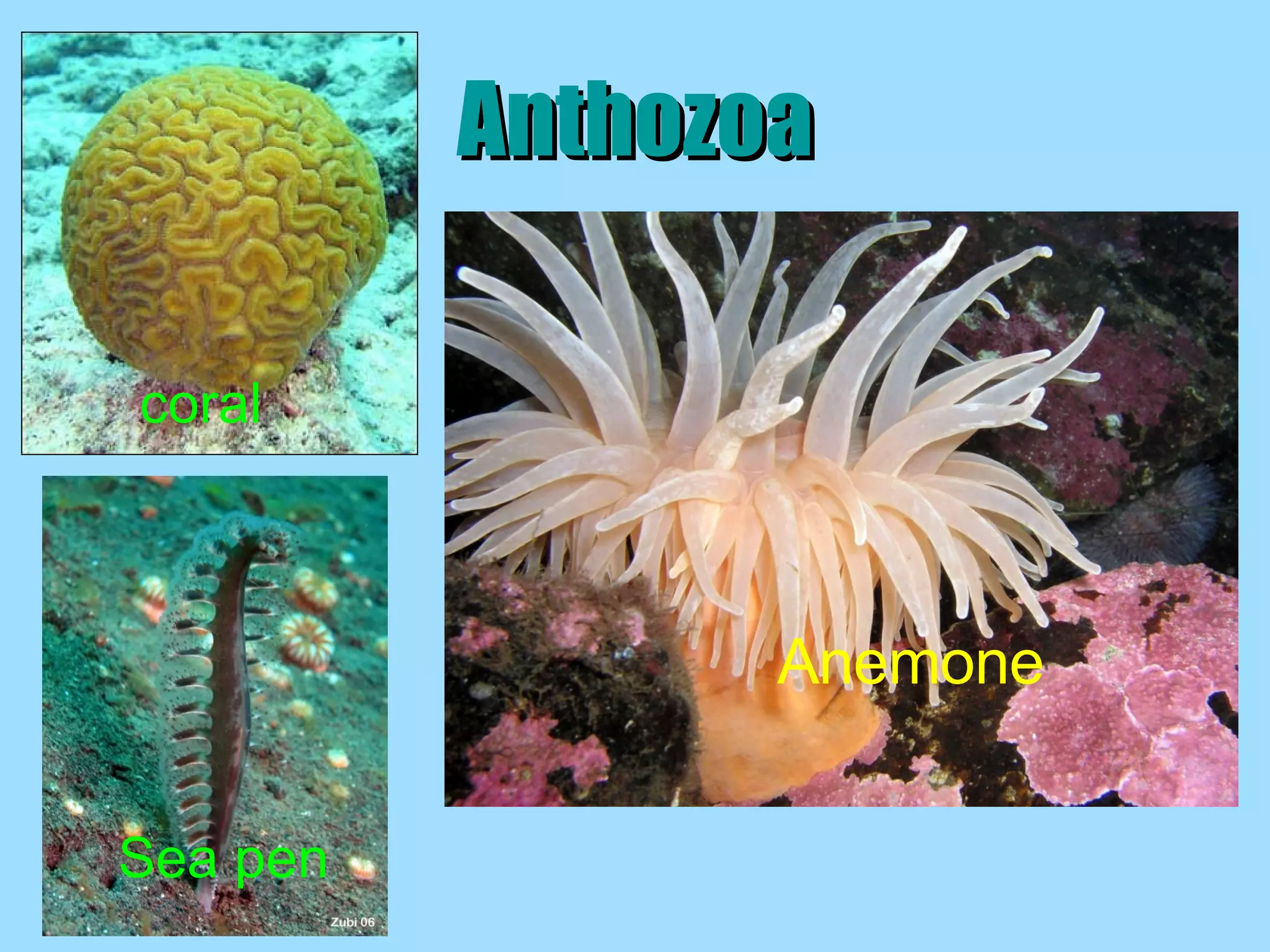 Anthozoa coral Sea pen Anemone