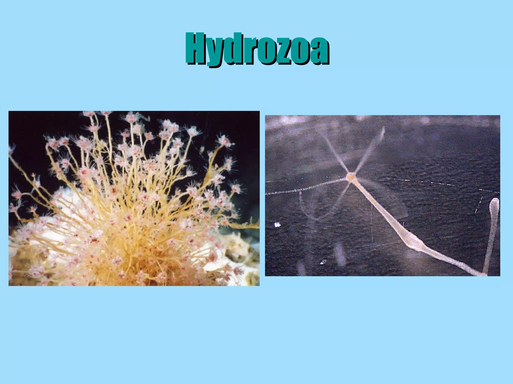 Hydrozoa