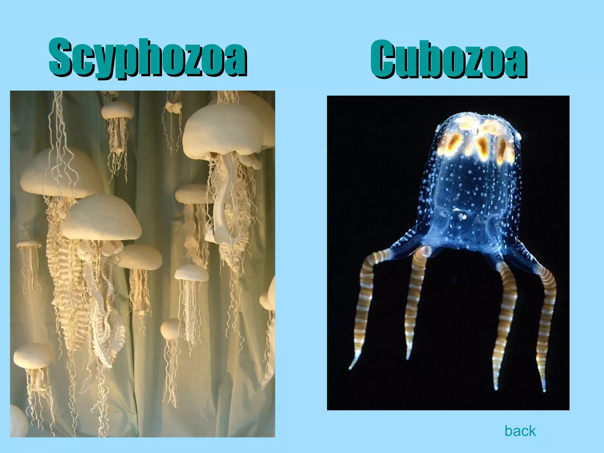 Scyphozoa Cubozoa back