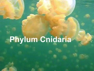 Phylum Cnidaria

 