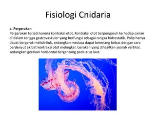 Fisiologi Cnidaria
a. Pergerakan
Pergerakan terjadi karena kontraksi otot. Kontraksi otot berpengaruh terhadap cairan
di dalam rongga gastrovaskuler yang berfungsi sebagai rangka hidrostatik. Polip hanya
dapat bergerak meliuk-liuk, sedangkan medusa dapat berenang bebas dengan cara
berdenyut akibat kontraksi otot melingkar. Gerakan yang dihasilkan searah vertikal,
sedangkan gerakan horisontal bergantung pada arus laut.
 