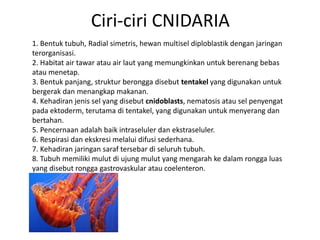 Ciri-ciri CNIDARIA
1. Bentuk tubuh, Radial simetris, hewan multisel diploblastik dengan jaringan
terorganisasi.
2. Habitat air tawar atau air laut yang memungkinkan untuk berenang bebas
atau menetap.
3. Bentuk panjang, struktur berongga disebut tentakel yang digunakan untuk
bergerak dan menangkap makanan.
4. Kehadiran jenis sel yang disebut cnidoblasts, nematosis atau sel penyengat
pada ektoderm, terutama di tentakel, yang digunakan untuk menyerang dan
bertahan.
5. Pencernaan adalah baik intraseluler dan ekstraseluler.
6. Respirasi dan ekskresi melalui difusi sederhana.
7. Kehadiran jaringan saraf tersebar di seluruh tubuh.
8. Tubuh memiliki mulut di ujung mulut yang mengarah ke dalam rongga luas
yang disebut rongga gastrovaskular atau coelenteron.
 