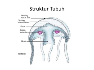 Struktur Tubuh
 