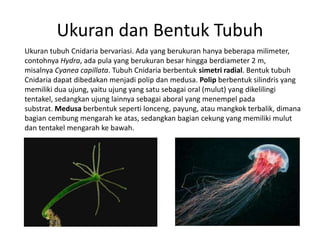 Ukuran dan Bentuk Tubuh
Ukuran tubuh Cnidaria bervariasi. Ada yang berukuran hanya beberapa milimeter,
contohnya Hydra, ada pula yang berukuran besar hingga berdiameter 2 m,
misalnya Cyanea capillata. Tubuh Cnidaria berbentuk simetri radial. Bentuk tubuh
Cnidaria dapat dibedakan menjadi polip dan medusa. Polip berbentuk silindris yang
memiliki dua ujung, yaitu ujung yang satu sebagai oral (mulut) yang dikelilingi
tentakel, sedangkan ujung lainnya sebagai aboral yang menempel pada
substrat. Medusa berbentuk seperti lonceng, payung, atau mangkok terbalik, dimana
bagian cembung mengarah ke atas, sedangkan bagian cekung yang memiliki mulut
dan tentakel mengarah ke bawah.
 