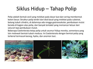 Siklus Hidup – Tahap Polip
Polip adalah bentuk sesil yang melekat pada dasar laut dan sering membentuk
koloni besar. Struktur polip terdiri dari disk basal yang melekat pada substrat,
batang tubuh silindris, di dalamnya ada rongga gastrovaskuler, pembukaan mulut
berada di bagian atas polip, dan banyak tentakel yang memancar keluar dari
seluruh tepi pembukaan mulut.
Beberapa Coelenterata tetap polip untuk seumur hidup mereka, sementara yang
lain melewati bentuk tubuh medusa. Ini Coelenterata dengan bentuk polip yang
terkenal termasuk karang, hydra, dan anemon laut.
 