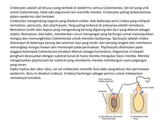 Cnidocytes adalah sel khusus yang terletak di epidermis semua Coelenterata. Sel-sel yang unik
untuk Coelenterata, tidak ada organisme lain memiliki mereka. Cnidocytes paling terkonsentrasi
dalam epidermis dari tentakel.
Cnidocytes mengandung organel yang disebut cnidea. Ada beberapa jenis cnidea yang meliputi
nematosis, spirocysts, dan ptychocysts. Yang paling terkenal di antaranya adalah nematosis.
Nematosis terdiri dari kapsul yang mengandung benang digulung dan duri yang dikenal sebagai
stylets. Nematosis, bila habis, memberikan racun menyengat yang berfungsi untuk melumpuhkan
mangsa dan memungkinkan Coelenterata untuk menelan korbannya. Spirocysts adalah cnidea
ditemukan di beberapa karang dan anemon laut yang terdiri dari benang lengket dan membantu
menangkap mangsa hewan dan menempel pada permukaan. Ptychocysts ditemukan pada
anggota kelompok Coelenterata tersebut dikenal sebagai Ceriantaria. Organisme ini bawah
penghuni disesuaikan dengan substrat lunak di mana mereka mengubur basis mereka. Mereka
mengeluarkan ptychocysts ke substrat yang membantu mereka membangun suatu pegangan
yang aman.
Hydra hydras dan ubur-ubur, sel-sel cnidocytes memiliki bulu kaku yang keluar dari permukaan
epidermis. Bulu ini disebut cnidocyl. Cnidocyl berfungsi sebagai pemicu untuk melepaskan
nematocyst tersebut.
 