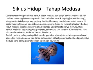 Siklus Hidup – Tahap Medusa
Coelenterata mengambil dua bentuk dasar, medusa dan polip. Bentuk medusa adalah
struktur berenang bebas yang terdiri dari badan berbentuk payung (seperti lonceng),
pinggiran tentakel yang menggantung dari tepi lonceng, pembukaan mulut berada di
bagian bawah lonceng, dan sebuah rongga gastrovaskuler. Ini mesoglea lapisan dinding
tubuh medusa tebal dan seperti jelly. Beberapa Coelenterata hanya menunjukkan
bentuk Medussa sepanjang hidup mereka, sementara lain terlebih dulu melewati fase
lain sebelum dewasa ke dalam bentuk Medussa.
Bentuk medusa paling sering dikaitkan dengan ubur-ubur dewasa. Meskipun melewati
ubur-ubur melalui planula dan tahap polip dalam siklus hidup mereka, itu adalah bentuk
medusa yang paling dikenal dengan kelompok hewan ini.
 
