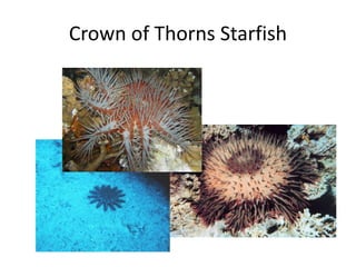 Crown of Thorns Starfish
 