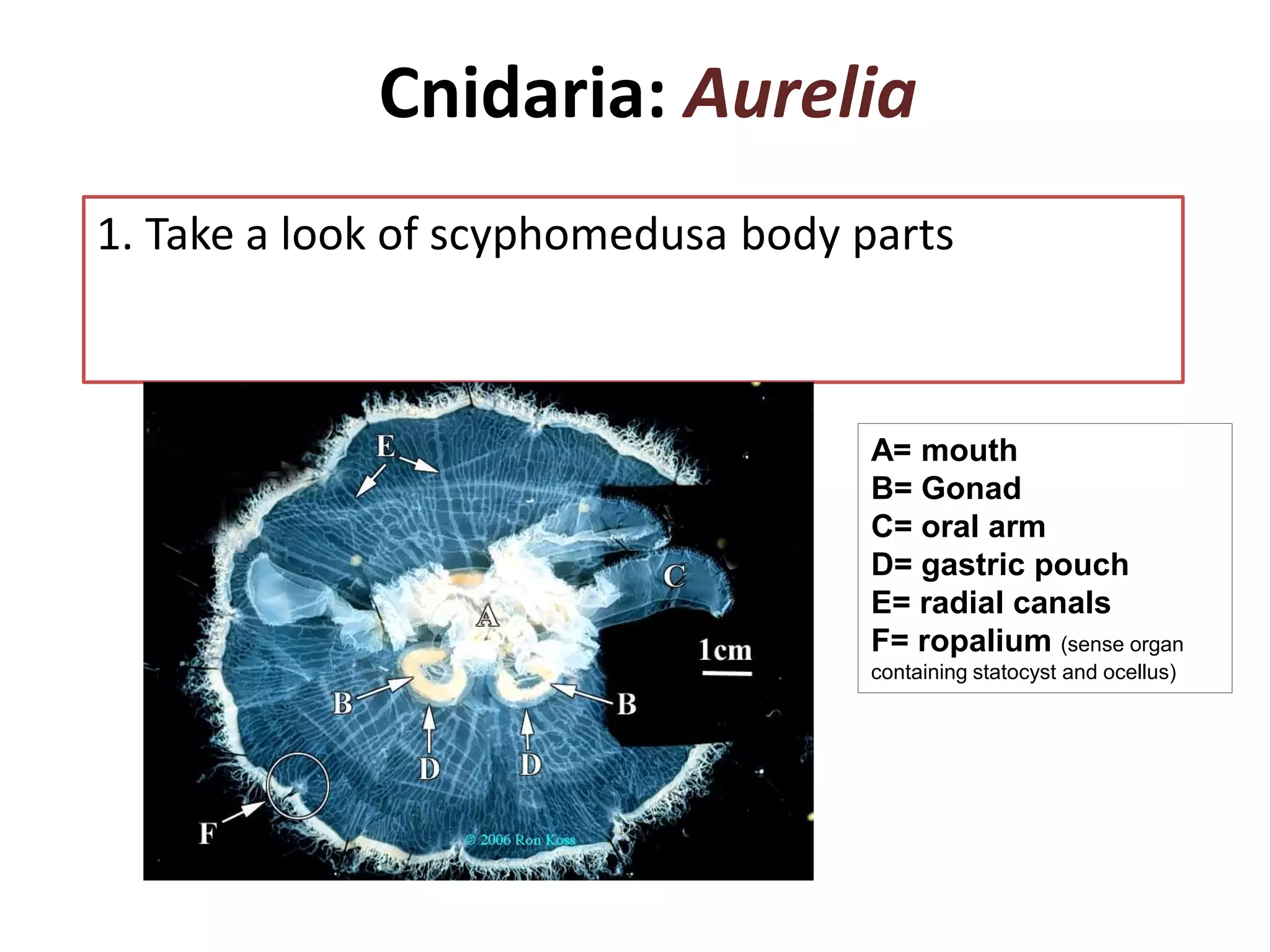 Cnidaria | PPT