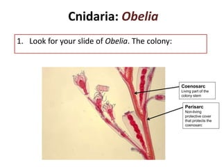 Cnidaria | PPT