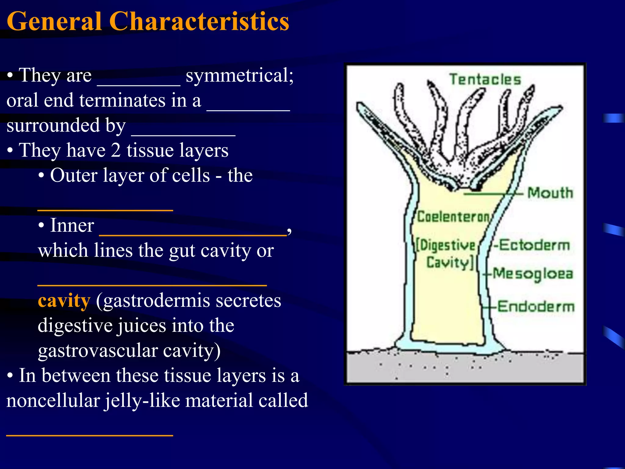 Gastrovascular Cavity