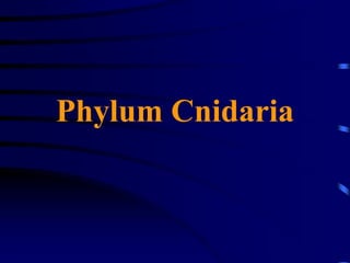 Phylum Cnidaria
 