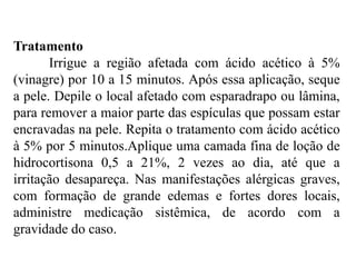 Tratamento
Irrigue a região afetada com ácido acético à 5%
(vinagre) por 10 a 15 minutos. Após essa aplicação, seque
a pele. Depile o local afetado com esparadrapo ou lâmina,
para remover a maior parte das espículas que possam estar
encravadas na pele. Repita o tratamento com ácido acético
à 5% por 5 minutos.Aplique uma camada fina de loção de
hidrocortisona 0,5 a 21%, 2 vezes ao dia, até que a
irritação desapareça. Nas manifestações alérgicas graves,
com formação de grande edemas e fortes dores locais,
administre medicação sistêmica, de acordo com a
gravidade do caso.
 