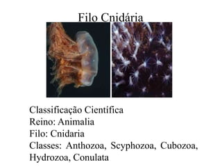 Cnidaria.pptx