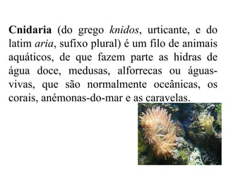 Cnidaria (do grego knidos, urticante, e do
latim aria, sufixo plural) é um filo de animais
aquáticos, de que fazem parte as hidras de
água doce, medusas, alforrecas ou águas-
vivas, que são normalmente oceânicas, os
corais, anémonas-do-mar e as caravelas.
 