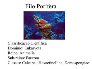 Classificação Científica
Domínio: Eukaryota
Reino: Animalia
Sub-reino: Parazoa
Classes: Calcarea, Hexactinellida, Demospongiae
Filo Porífera
 