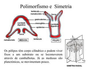 Polimorfismo e Simetria
Os pólipos têm corpo cilíndrico e podem viver
fixos a um substrato ou se locomoverem
através de cambalhotas. Já as medusas são
planctónicas, se movimentam pouco.
 