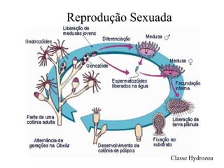 Reprodução Sexuada
Classe Hydrozoa
 