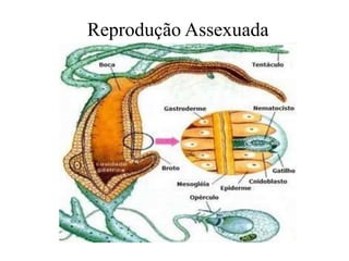 Reprodução Assexuada
 