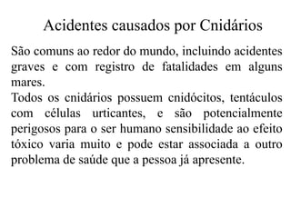 Acidentes causados por Cnidários
São comuns ao redor do mundo, incluindo acidentes
graves e com registro de fatalidades em alguns
mares.
Todos os cnidários possuem cnidócitos, tentáculos
com células urticantes, e são potencialmente
perigosos para o ser humano sensibilidade ao efeito
tóxico varia muito e pode estar associada a outro
problema de saúde que a pessoa já apresente.
 