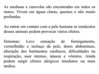 As medusas e caravelas são encontradas em todos os
mares. Vivem em águas claras, quentes e não muito
profundas.
Ao entrar em contato com a pele humana os tentáculos
desses animais podem provocar vários efeitos.
Sintomas: Leve sensação de formigamento,
vermelhidão e inchaço da pele, dores abdominais,
alteração dos batimentos cardíacos, dificuldades na
respiração, suor intenso, náusea e vômitos. Ainda
podem surgir efeitos alérgicos imediatos ou mais
tardios.
 